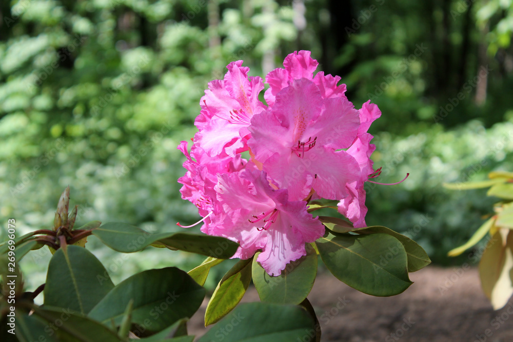 Obraz premium Pink flowers of Rhododendron close-up in garden. Cultivar from hybrid group