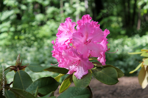 Pink flowers of Rhododendron close-up in garden. Cultivar from hybrid group