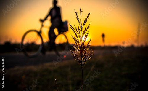 silhouette of grass in sunset
