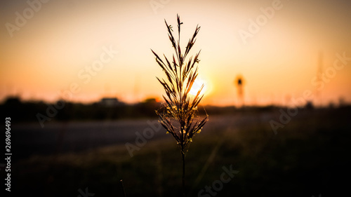 sunset over wheat field