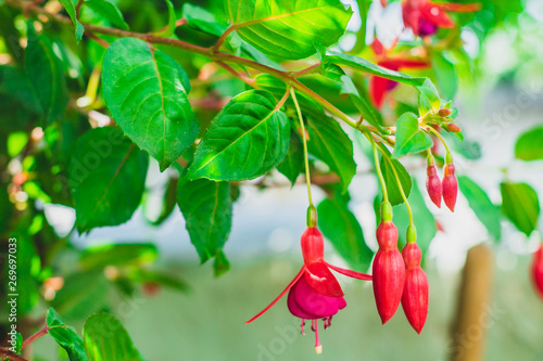 Flor Fuchsia no jardim da primavera photo