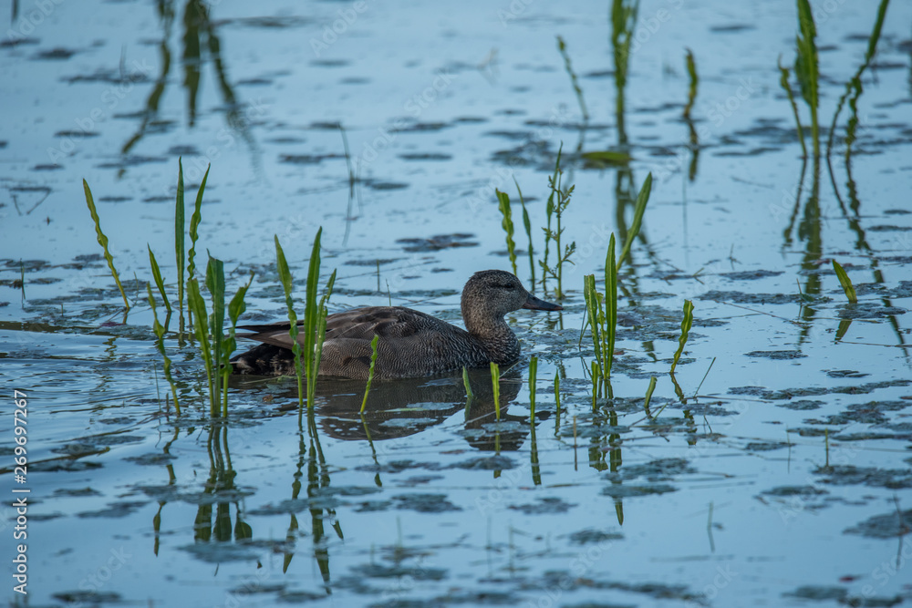 Gadwall at sunrise in a pond Gadwall at sunrise in a pond