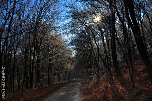landscape with a road through the leafless forest © sebi_2569