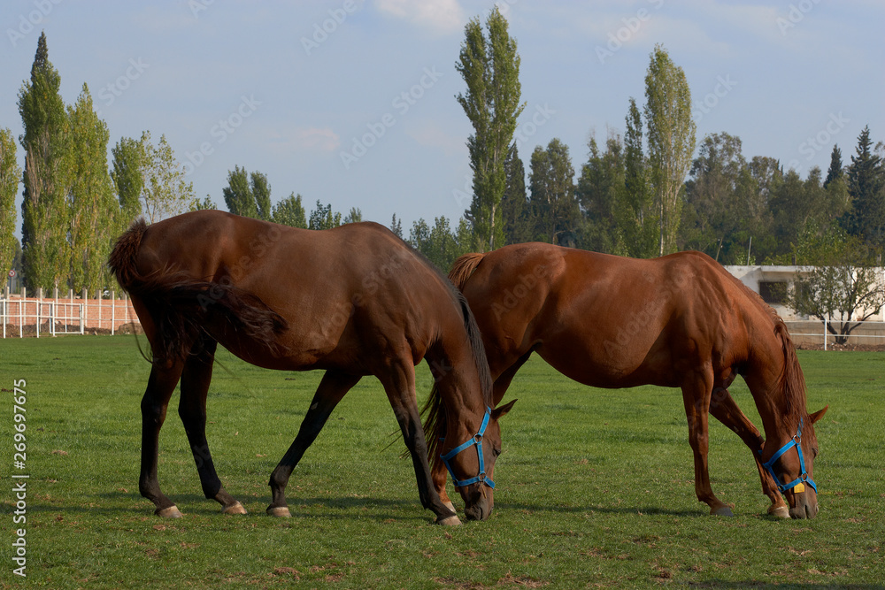 Grazing brown horses on the green Field,Horses in a green field