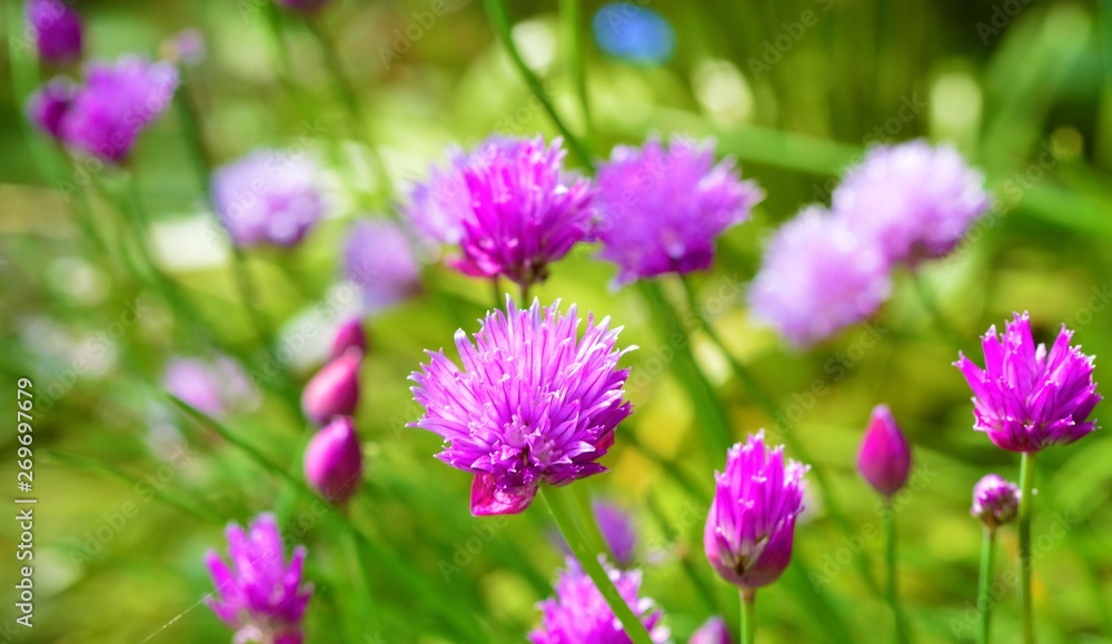 Purple chive flowers in the garden. Purple chive flowers in the garden.