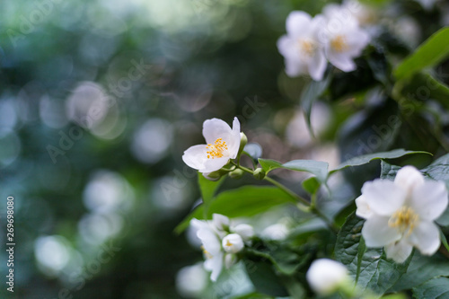 Fototapeta Naklejka Na Ścianę i Meble -  Spring flowers.  Abstract blurred background, beautiful nature scene. 