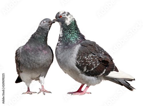 Pigeons kissing and showing their love