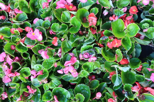 Bunte Blumen