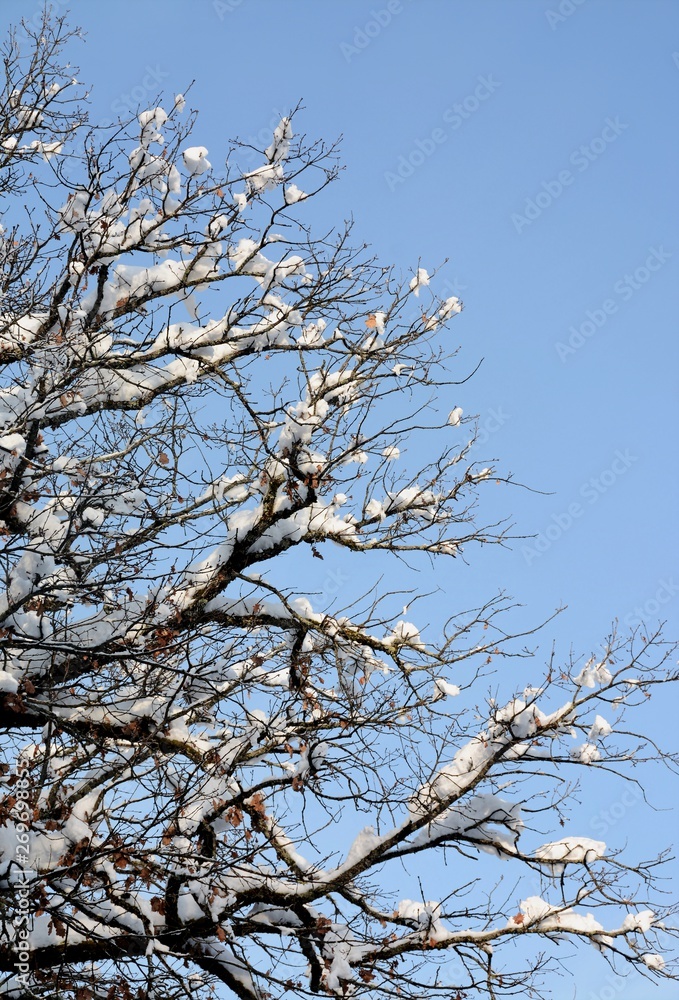 snow-covered branches
