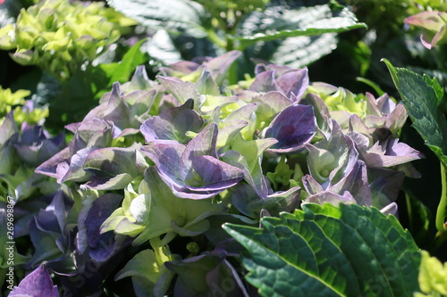 Bunte Blumen