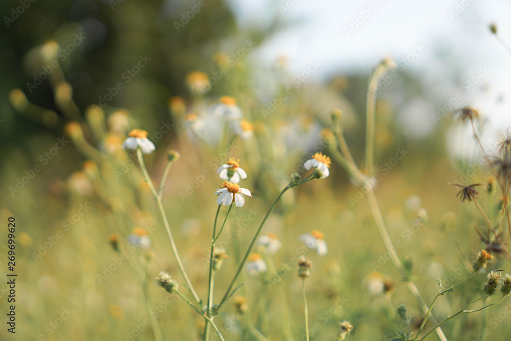 Beautiful summer flower in garden Beautiful summer flower in garden