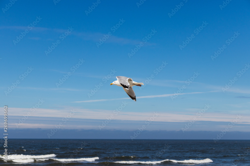 Seagull in flight with white clouds, blue sky and the ocean in the background