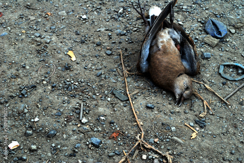 Dead birds