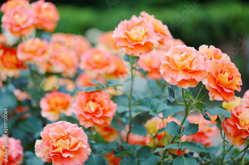 植物園のオレンジ色のバラ