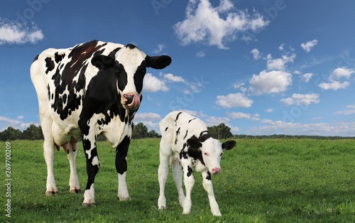 Holstein cow standing in the pasture with her newborn white calf with black spots