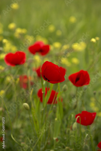 close-up poppy flowers in spring © dreamsquares