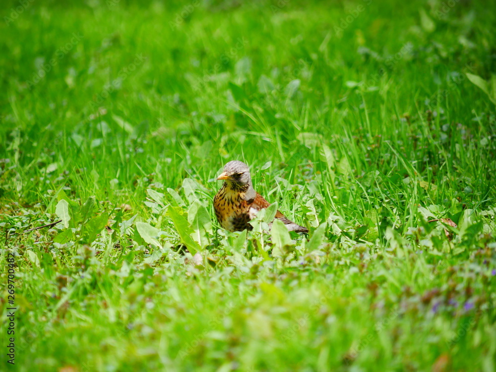 Turdus pilaris. Fieldfare looking for food in the thick green grass of the city Park. Spring Sunny day.