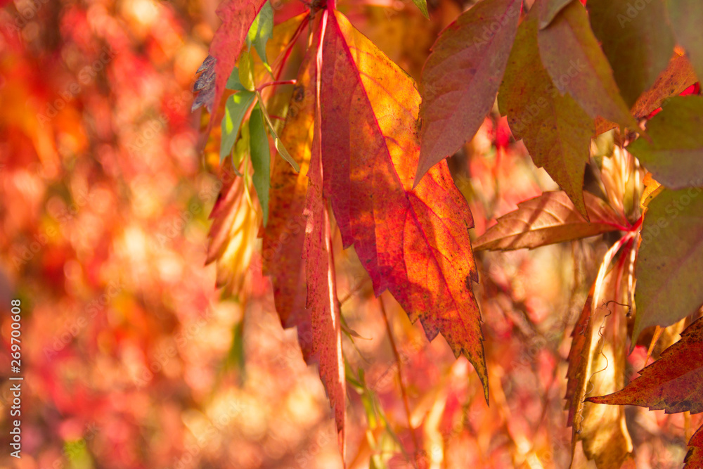 Abstract background of leaves of wild red grapes on a sunny day. Blurred colorful texture. Abstract background of leaves of wild red grapes on a sunny day. Blurred colorful texture.