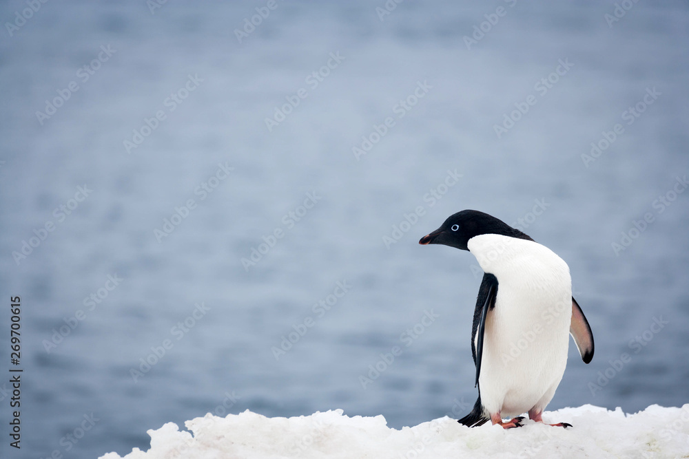 Fototapeta premium Single Adelie Penguin in Antarctica