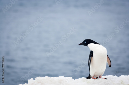 Single Adelie Penguin in Antarctica © Bruno