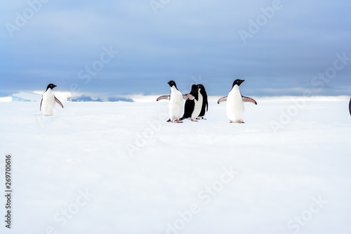 Small Colony of Adelie Penguins on Pack Ice in Antarctica