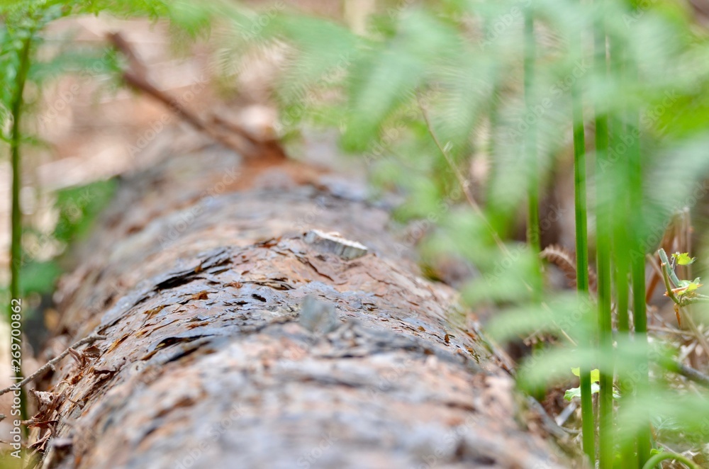 Obraz premium forêt