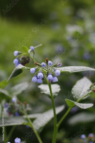 flowers in garden