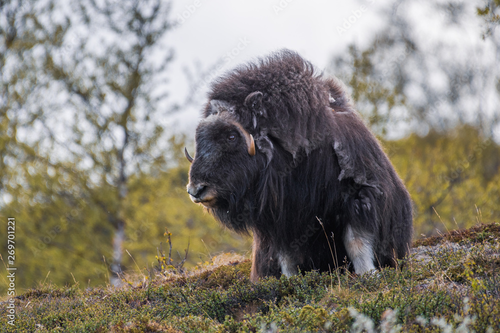 portrait of a musk ox (Ovibos moschatus) in nature Norway portrait of a musk ox (Ovibos moschatus) in nature Norway