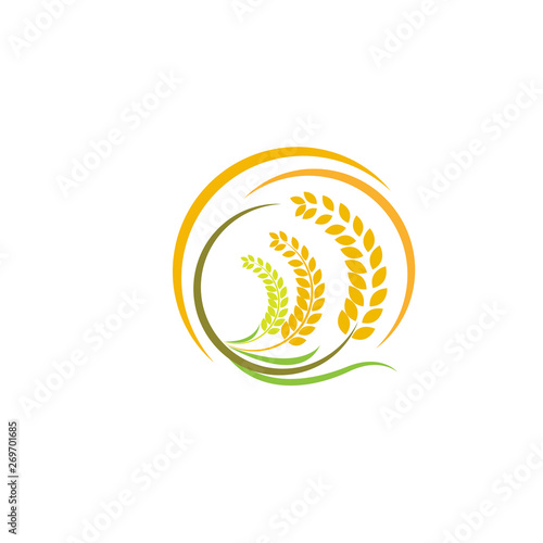 Design Orange brown paddy rice premium natural