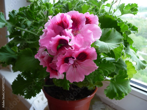 Pink pelargonium flowers close up (Pelargonium domesticum, Pelargonium grandiflorum)