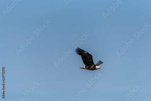 bald eagle glyding through blue the sky near Vancouver Canada