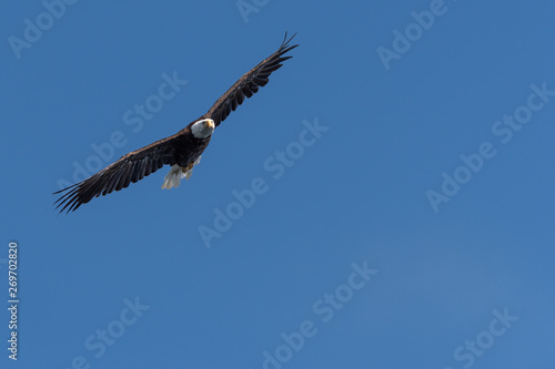 bald eagle flying through the blue sky near Vancouver Island  Canada