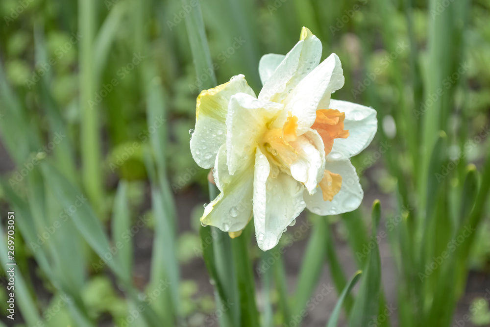 narcissus narcissus