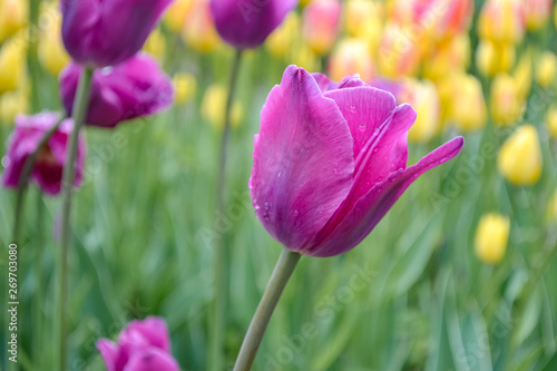 tulips in the garden