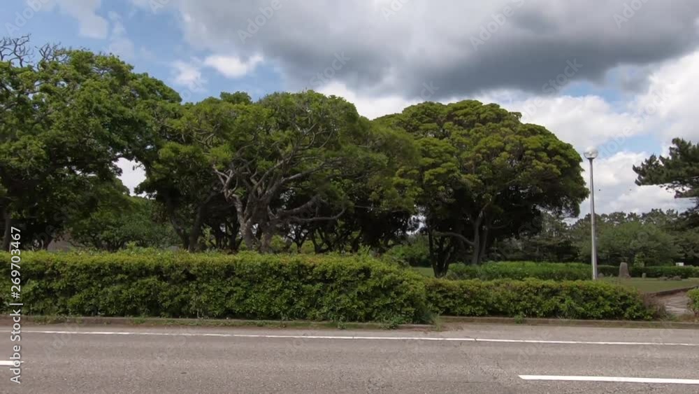 Sunny day, road with green trees