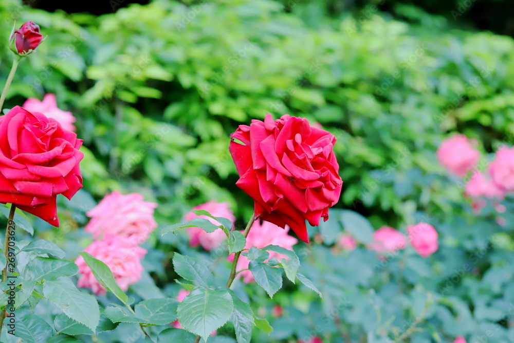 Fototapeta premium 植物園の赤いバラ