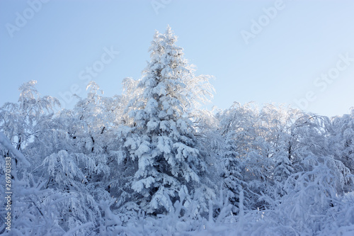 snow covered fir trees © ffolas