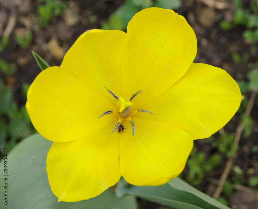 A fine art photo is a colorful tulip flower. A multicolor tulip flower with a yellow heart grows in a clearing. A fine art photo is a colorful tulip flower. A multicolor tulip flower with a yellow heart grows in a clearing.