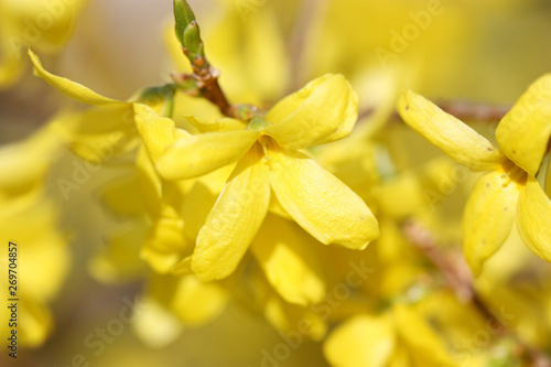 Jasmine yellow flowers