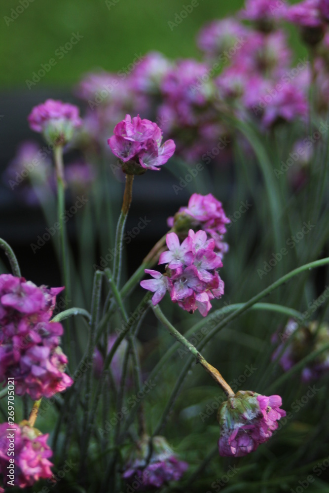 Fototapeta premium the purple flowers