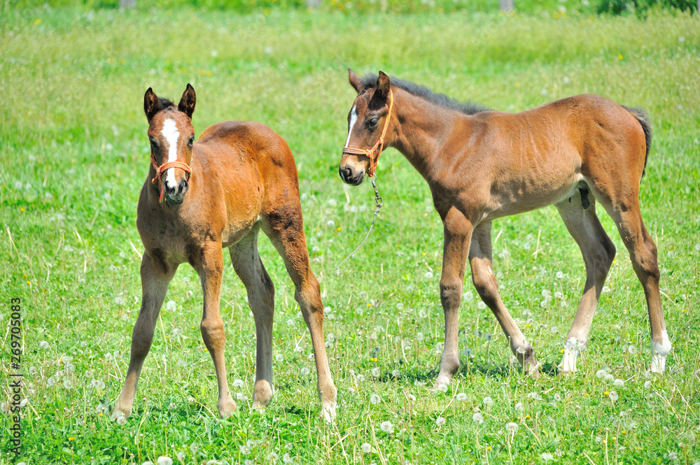 サラブレッド 子馬 サラブレッド 子馬