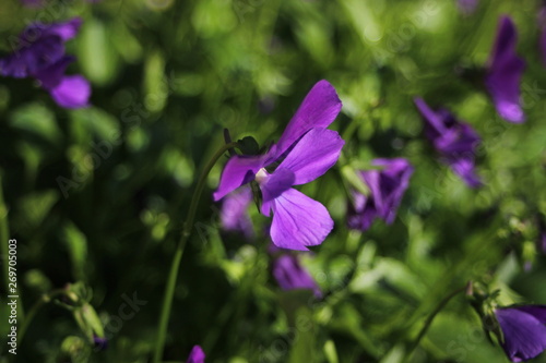 a purple flower