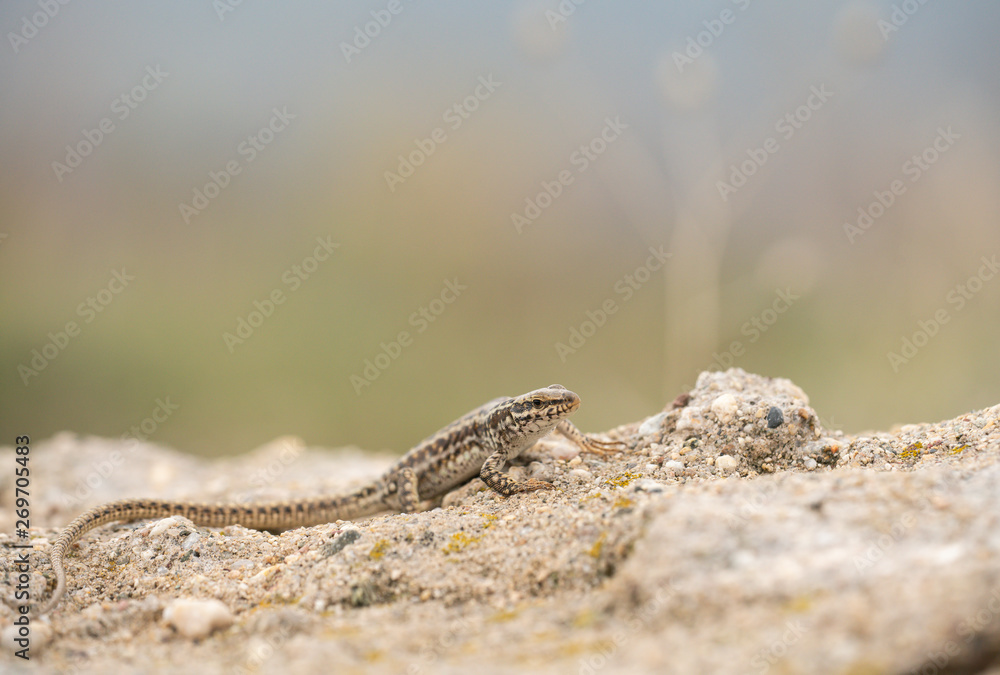 Erhards wall lizard, podarcis erhardii riveti, Erhards wall lizard, podarcis erhardii riveti,
