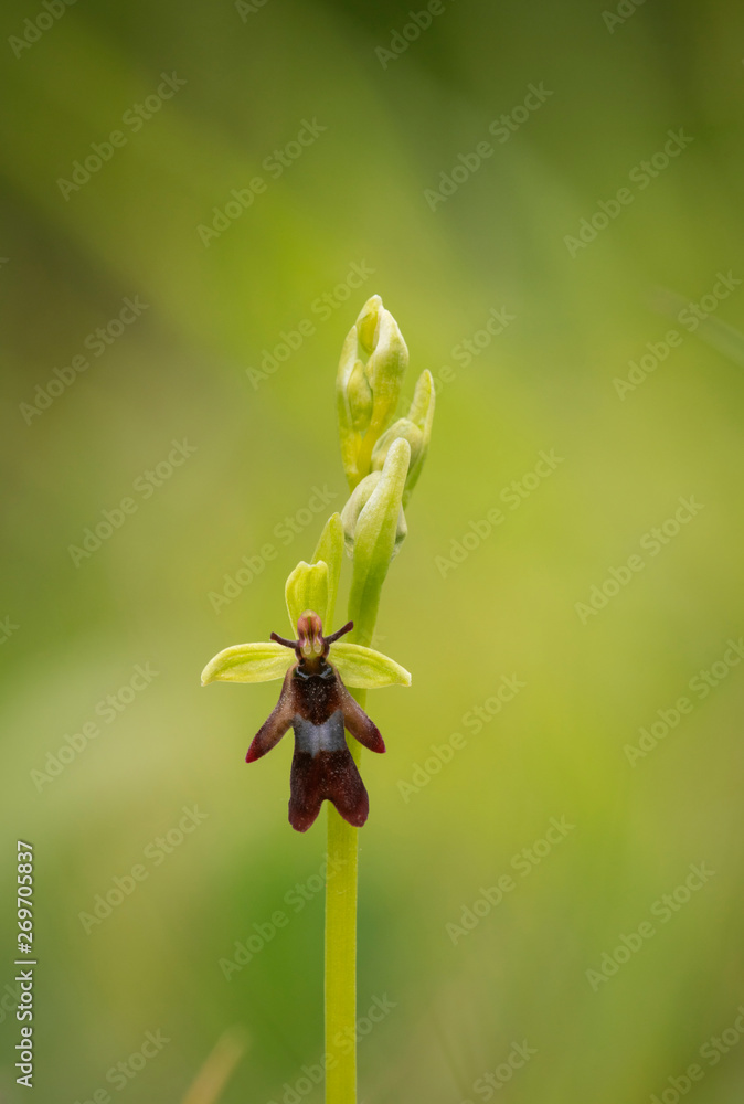 Fly Orchid; Ophrys insectifer Fly Orchid; Ophrys insectifer