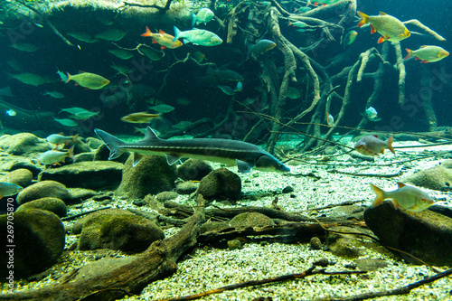 sturgeon swims near the roots of trees