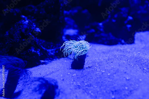 sea anemone on the background of coral reefs. Neon background
