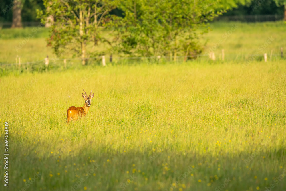 Roe deer,Capreolus capreolus Roe deer,Capreolus capreolus