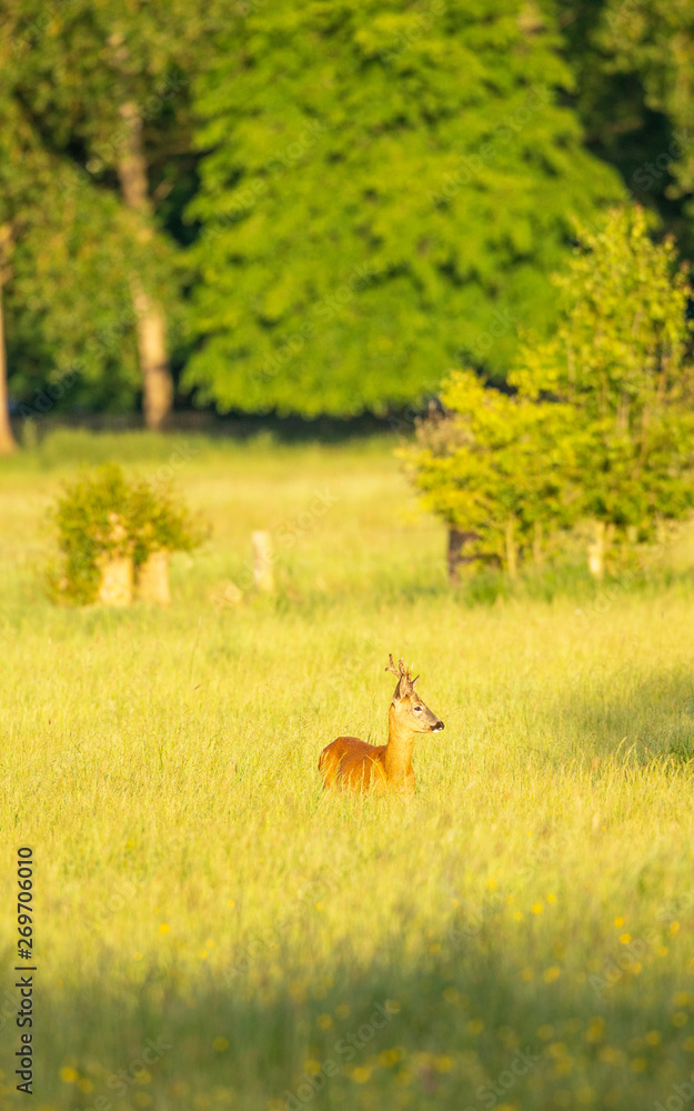 Roe deer,Capreolus capreolus Roe deer,Capreolus capreolus