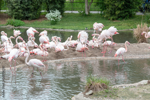 flock of flamingos on the lake