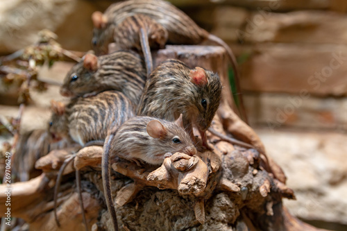 Crowd of African striped mice on a tree trunk